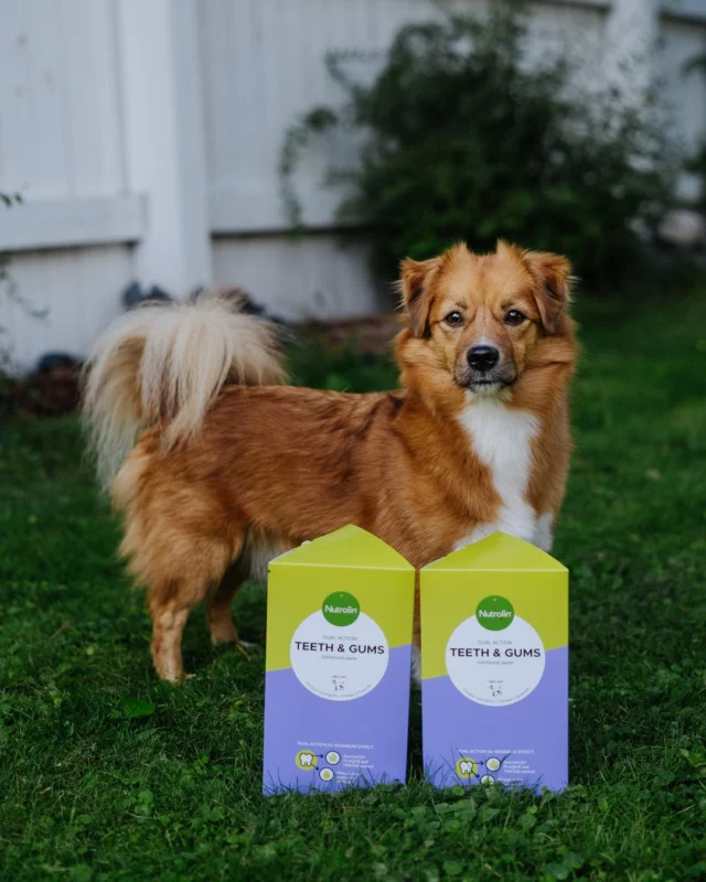 After a dental procedure, Taala’s owner was recommended Nutrolin® TEETH & GUMS paste and decided to give it a try. All weapons against tartar!Luckily, both Taala and the family’s other dog loved the taste. “The dogs eat the paste first from their food,” Taala’s owner says.Beloved rescue dogs like Taala benefit from the omega-3 fatty acids in fish oil: they support overall well-being and help maintain normal brain, heart, joint, and immune system function.Nutrolin® TEETH & GUMS paste is a true powerhouse—just like Taala!