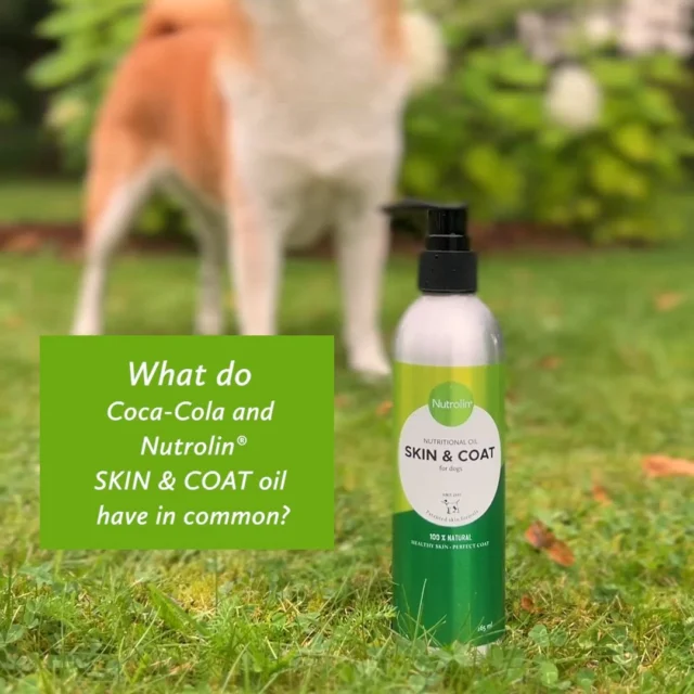 What do Coca-Cola and Nutrolin® SKIN & COAT oil have in common? 🤔Both recipes are kept strictly under lock and key.Nutrolin® SKIN & COAT is a patented blend of plant oils—our carefully guarded secret.The oil was developed by fatty acid researcher Mikko Griinari, one of the founders of Olini Oy, the company behind the Nutrolin® brand. Mikko’s life’s work has been to enhance and promote the wellbeing of pets. 🫶🏼Nutrolin® SKIN & COAT is our flagship product, cherished daily by tens of thousands of dogs for the way it nurtures their skin, coat, and paw pads.It’s a product that truly works.Who in your family is its biggest fan?#nutrolinlife #doghealth #petlovers