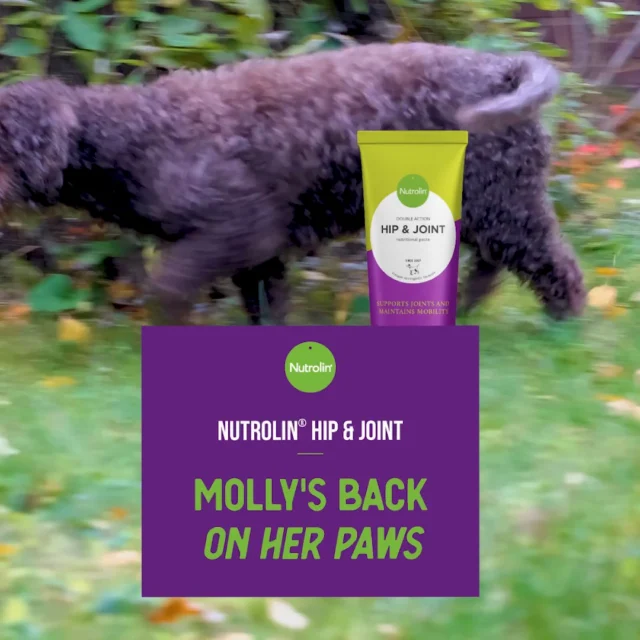 Here’s our newly appointed CEO Cassu’s 15-year-old Spanish Water Dog, Molly. 🐶For her age, Molly is cheerful and full of energy. Still, she started struggling with joint issues quite some time ago. Her pace slowed, and her famous bread-basket jump was no longer quite what it used to be.When Cassu joined our team, we packed a couple of packs of Nutrolin® HIP & JOINT for Molly.A few weeks later, a very happy CEO walked into the dairy (yes, our office really is one!).“Molly has perked up so much! She’s playing and moving around again,” Cassu said. “And the best part? We have to keep the bread basket out of her reach again.”Well done, Molly and Cassu!Nutrolin® HIP & JOINT brings back the joy of movement. 💜It contains a research-proven, effective amount of omega-3 fatty acids from fish oil. Combined with joint nutrients, it soothes stiff joints — and makes Molly feel great.Joint Health Weeks 27 Oct–16 Nov – Freedom to Move!
During Joint Health Weeks, we’re sharing knowledge and tips to support your pet’s joint health.#NutrolinLife #NutrolinHipJoint