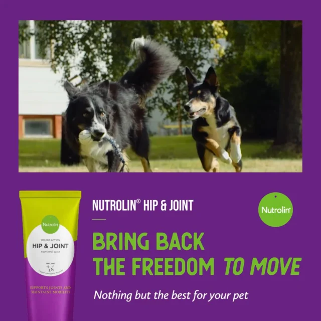 Bring back the freedom to move 💜Nutrolin® HIP & JOINT is not like the other joint supplements on the market - it’s paste.This multi-benefit, Finnish product, supports joint mobility and helps your dog stay active.All active ingredients are of pharmaceutical quality. The high level of omega-3 fatty acids from fish oil, together with joint nutrients, ensures your dog’s joint health.Only the best for your dog. 💜Joint Health Weeks 27 Oct–16 Nov – Freedom to Move!
During Joint Health Weeks, we’re sharing knowledge and tips to support your pet’s joint health.#NutrolinLife #NutrolinHipJoint