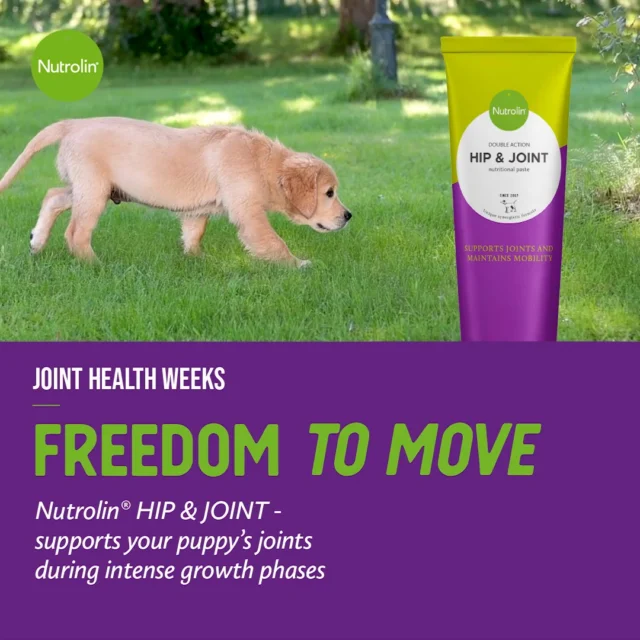 Do you have a puppy who’s destined to become a BIG dog?Here’s a quick joint-care tip for you! 🐾Nutrolin® HIP & JOINT is a unique fatty acid supplement that supports your puppy’s joints during intense growth phases.Our Nutrolin® PUPPY & MOM oil boosts learning ability and sensory development – but large-breed puppies also need a different kind of support.Use Nutrolin® HIP & JOINT during your puppy’s strongest growth periods to give its joints the support they need and promote long-term wellbeing.Like all our products, Nutrolin® HIP & JOINT is developed and manufactured in Finland, based on the latest research in fatty acid science.💜 Joint Health Weeks 27 Oct–16 Nov – Freedom to Move!
During Joint Health Weeks, we’re sharing knowledge and tips to support your pet’s joint health.#NutrolinLife #NutrolinHipJoint