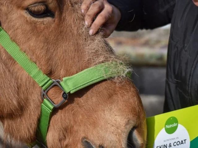 Winter coat is fading, and the shedding season drains your horse’s energy. 😔Help your horse through the coat change with Nutrolin® HORSE Skin & Coat – the perfect support for a healthy, shiny coat! 😍Have you tried it yet? 😘