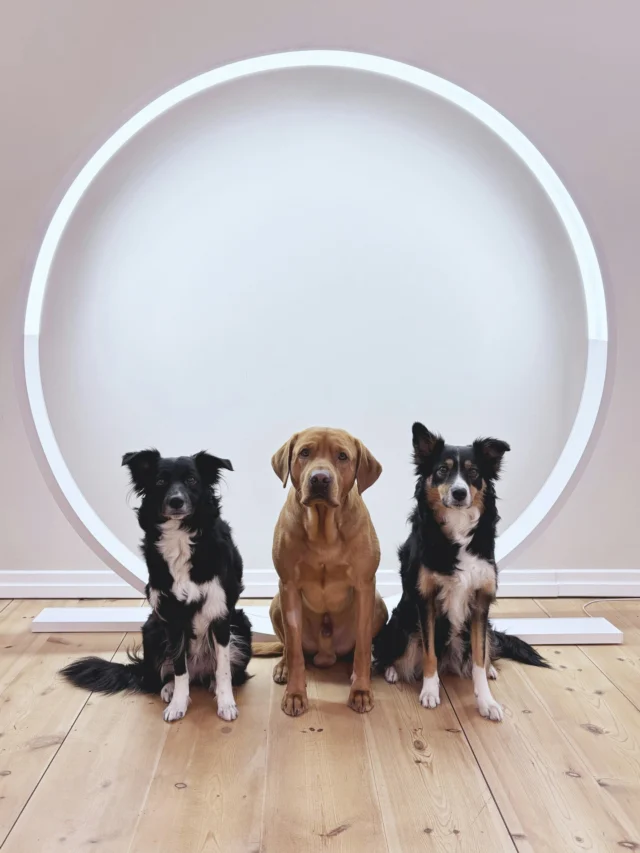 These little friends are roaming around the Nutrolin® office! 🤗
But which of our products are being poured into the bowls of these speedy paws?Ninja (on the left) is an almost 2‑year‑old Border Collie who loves agility, and also dabbles a bit in obedience and tracking. Ninja’s owner, Anna, gives her Nutrolin® SPORT and Nutrolin® SKIN & COAT oils.🫶🏼Sitting in the middle is VeeJii, who gets Nutrolin® SKIN & COAT oil along with Nutrolin® OMEGA SENSITIVE®. Soon this sporty boy will switch to Nutrolin® SPORT, as winter sports have captured the heart of his owner, Erja.🫶🏼On the right sits Lina, whose speedy legs run on Nutrolin® HIP & JOINT. Lina doesn’t have any joint issues, but the omega‑3 fatty acids and joint nutrients help support the joint health of this soon‑to‑be 7‑year‑old athletic dog. Lina also gets Nutrolin® TEETH & GUMS paste and Nutrolin® SKIN & COAT oil.🫶🏼We love our wonderful office dogs!#nutrolinlife