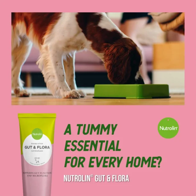 A home essential for dogs? Nutrolin® GUT & FLORA. 🩷Make sure you always have this multi-action paste in your cupboard — it supports normal gut function.Add the tasty paste to your dog’s food or serve it straight from the tube. Dosing is easy: once you know your dog’s portion, you can simply squeeze the right amount into their bowl.Even if your dog doesn’t suffer from constant digestive issues, Nutrolin® GUT & FLORA is an important home essential. Or should we say… tummy essential?Tummy Weeks Feb 16—March 8 – peace in the tummy! During these weeks, we'll share information and tips to support your pet's gut health.#NutrolinLife #NutrolinDogs #NutrolinGutFlora
#DogHealth  #PetCareTips