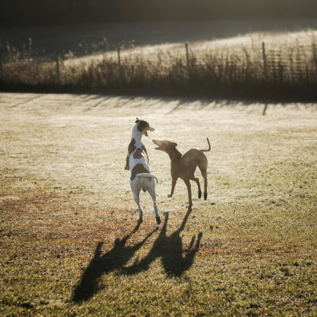 Why are the omega-3 fatty acids in fish oil so popular? 🤔
Because they support the well-being of both humans and dogs in many ways! 🤩→ The effects of omega‑3s in the body have been studied for decades, so we can be pretty confident about what they can do. Many studies have shown that especially the omega‑3 fatty acids EPA and DHA, found in fish oil, helps reduce inflammation.‼️ This is great news for dogs suffering from osteoarthritis! ‼️→ When you choose a joint-supporting product for your dog, make sure it contains plenty of omega‑3 fatty acids from fish oil.Nutrolin® HIP & JOINT offers unique support for your dog! 💜