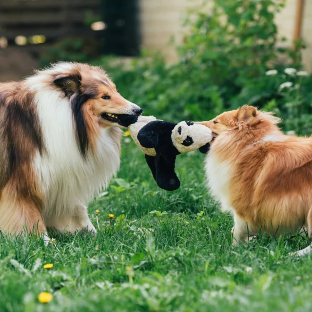 Fact or fiction: Fish oil is good for your dog’s coat. 🤔❌❌❌Fish oil does not contain linoleic acid, which is an essential fatty acid for skin health. If your dog has skin issues, it’s better to choose a fatty acid supplement that does contain linoleic acid.Linoleic acid is what truly supports and nourishes the skin.Choose a supplement that provides:✔️ Linoleic acid – the #1 fatty acid for skin health
✔️ Support for the skin barrier → less dryness & flakiness
✔️ Moisturized skin → healthier coat & softer paw pads
✔️ Improved coat texture → less sheddingNutrolin® SKIN & COAT contains a high amount of linoleic acid, and regular use strengthens the skin’s natural barrier.