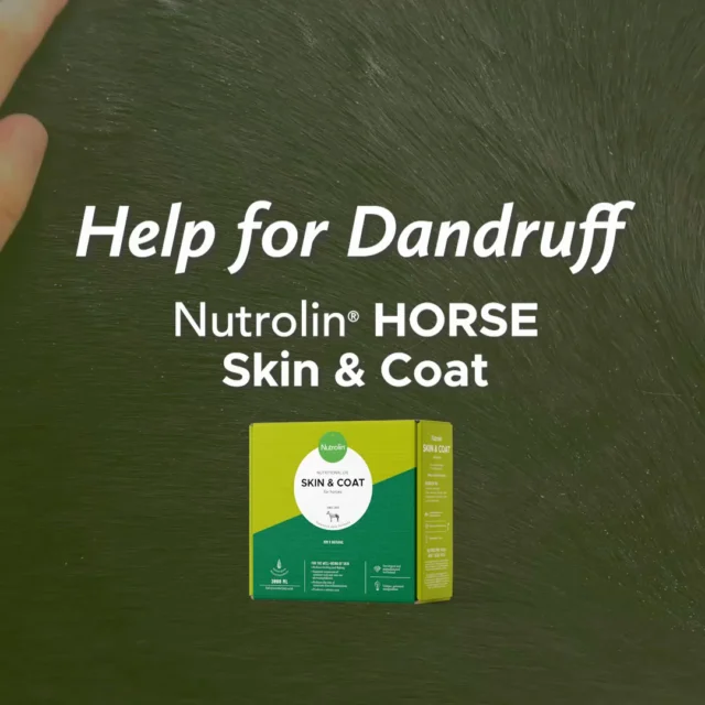 Say hello to healthy skin and goodbye to dandruff! 👋Amy's horse Zebulon battled severe dandruff, leaving his coat looking nearly grey.But just 30 days of Nutrolin® HORSE Skin & Coat daily made all the difference!Does your horse face similar issues?👉 Discover the magic of Nutrolin® HORSE Skin & Coat oil today!