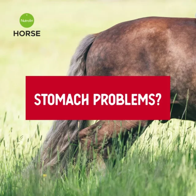 Is your horse struggling with gut issues? Let us lend helping omegas. 🤩Horse people keep a close eye on their horses’ digestive twists and turns — and for good reason! A horse’s digestive system is delicate and complex.Nutrolin® HORSE Sport supports the normal function of the equine gut.It contains two key helpers for digestive health: fish oil omega‑3 fatty acids and lecithin.✅ Omega‑3s help soothe the gut
✅ Lecithin helps protect the stomach liningNutrolin® HORSE Sport is designed for sport horses, but it supports any equine with a sensitive stomach or gut.When you’re looking for help that actually works, choose Nutrolin®.🔸 Wellbeing for horses! – During Horse Weeks, April 8–26, we’re sharing information about equine health and fatty acids. You’ll also have the chance to explore the Nutrolin® HORSE products.