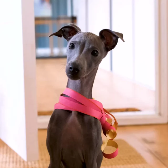 In Finland, we say “hyvää vappua” as we kick off our 1st of May celebrations today, on May Eve. Our office puppy Tyyni (whose name means “calm” in Finnish, as you can see 😅) has her own Vappu moves ready. Join the celebration, hyvää vappua, friends! 🥳#vappu2026 #hyväävappua