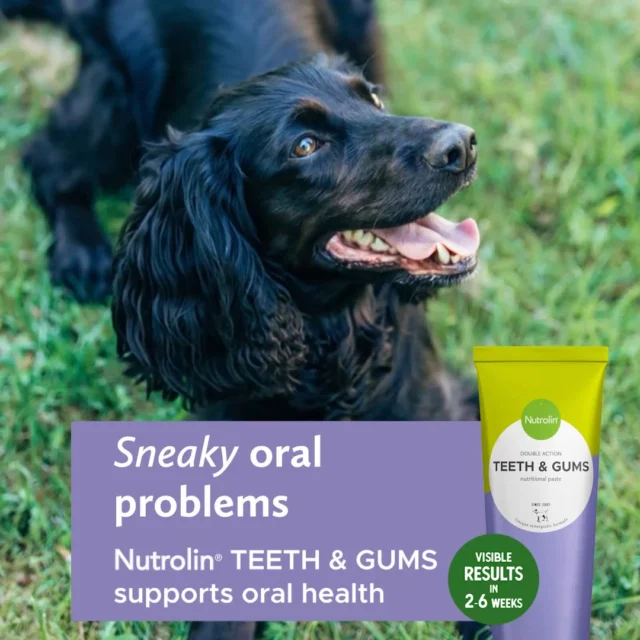 Few dogs escape dental problems.Most oral issues don’t arrive with a clear warning. They’re sneaky! 😰Plaque?
Tartar?
Gingivitis?
Or even periodontitis?All too often, oral problems are only noticed once they’ve already progressed.If you’re concerned about your dog’s oral health, a veterinary visit is essential. For example, tartar must always be removed by a veterinarian, under anesthesia — safely and pain‑free. 👩🏼‍⚕️But in everyday life, there’s a lot you can do. Regular oral care supports gum health and helps reduce plaque. That’s exactly why we developed Nutrolin® TEETH & GUMS.Oral health isn’t about a dazzling smile — it’s about your dog’s well‑being.A healthy mouth significantly improves a dog’s quality of life. 👏🏻Start adding Nutrolin® TEETH & GUMS paste to your dog’s food today.Dental Weeks May 18—June 7 – Healthy mouth. Fresh breath. During these weeks, we'll share information and tips to support your pet's dental health.#NutrolinLife #NutrolinTeethGums