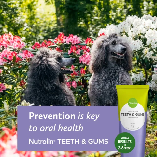 Prevention.
Prevention.
Prevention.There it is – said three times. And what does it mean?The cornerstone of dental care. 🦷Most dental problems in dogs start the same way: plaque quietly hardens into tartar. Before you know it, a costly vet visit may be ahead – because dental treatments aren’t done at home or in a random van. 🙅🏻Nutrolin® TEETH & GUMS makes dental care for dogs easier.This oral care paste helps reduce plaque buildup on the teeth and supports gum wellbeing. Simply add the tasty paste to your dog’s bowl once a day.Make it a habit. Maybe starting today? 👏🏻Dental Weeks May 18—June 7 – Healthy mouth. Fresh breath. During these weeks, we'll share information and tips to support your pet's dental health.#NutrolinLife #NutrolinTeethGums