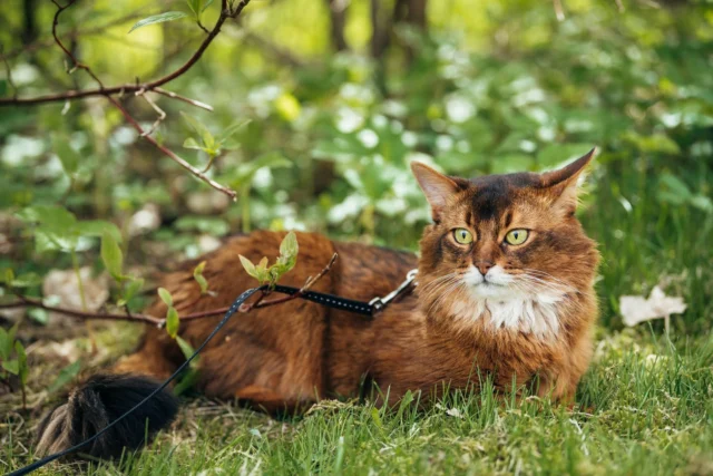 It’s not just passion—it’s love for cats. Our products are made for them, too. 😻Dry, dull coat? Choose Nutrolin® KITTEN & ADULT or Nutrolin® CAT SENIOR.Dental issues? Support oral health with Nutrolin® TEETH & GUMS.Struggling to jump? Nutrolin® HIP & JOINT can help.Digestive troubles? Nutrolin® GUT & FLORA is suitable for both acute and ongoing use.For overall wellbeing, we recommend Nutrolin® OMEGA SENSITIVE® oil.If you need help choosing the right product, feel free to contact us! 💚