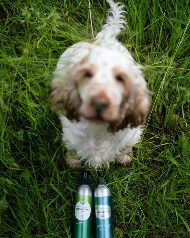 A dog needs continuous care. Make Nutrolin® part of your daily routine. 💚