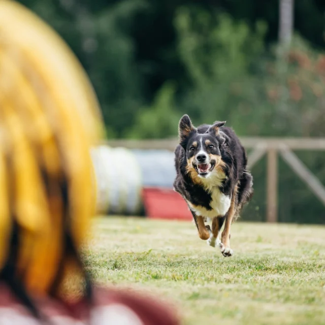 The wait is over... The Agility World Championship is here! 🏆 And we couldn't be happier that this incredible event is taking place in Finland, the home of Nutrolin®. 🇫🇮The atmosphere is set to be amazing, with unforgettable performances, fast runs, and plenty of excitement throughout the week. ✨We're proud to be part of this fantastic celebration of canine sports!📍 Visit the Nutrolin® stand on the 3rd floor and come say hello.Nutrolin® SPORT ❤️ The ultimate support for agility dogs and other hard-working dogs.Nutrolin® HIP & JOINT 💜 Daily support for healthy joints and mobility, whether for prevention or extra support when needed.Nutrolin® PUPPY & MOM 💚 A great start for the next generation of agility stars. Healthy development begins early!Stop by to discover our event offers and let us help you find the right product for your dog.We can't wait to meet competitors, dog lovers, and four-legged athletes from around the world right here in our home country. See you in Turku!Let us know in the comments, if you'll be there! 😍